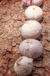 © STphotography - Französischer Knoblauch auf Baumrinde