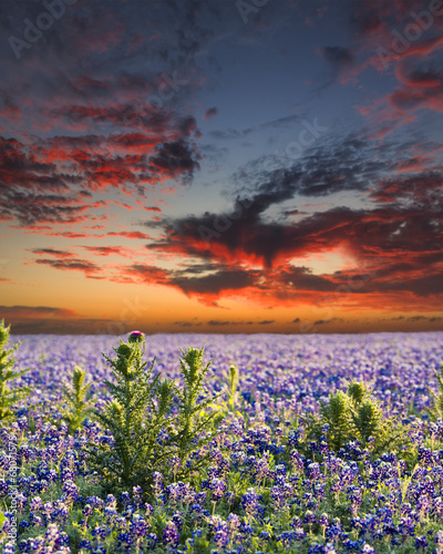 Board z aluminiowym obramowaniem Bluebonnets w kraju texas hill
