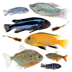 Wall Mural - Different aquarium fishes isolated on white