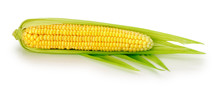 An Ear Of Corn Isolated On The White Background