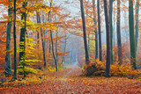 Fototapeta Las - Foggy autumn forest