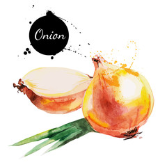 Wall Mural - Onion. Hand drawn watercolor painting on white background.