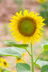 Wall Mural - Sunflowers