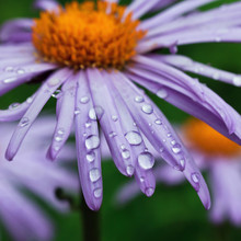 Purple Daisy Flowers With Raindrops
