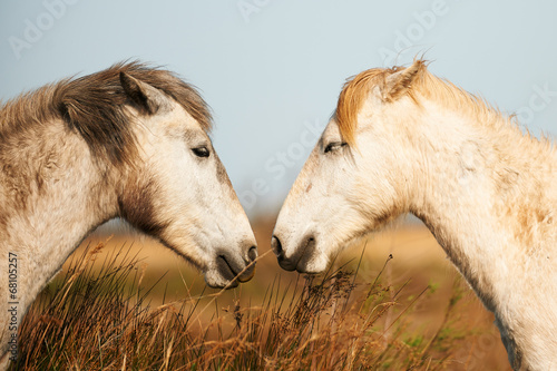 Tapeta ścienna Dwa białe konie z Camargue