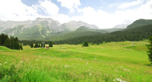 Green Valley In Dolomites Mountains In Summer