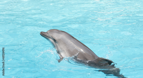 Naklejka samoprzylepna Delfin z noskiem butelki