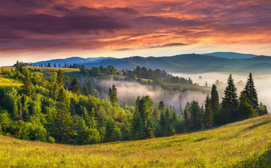 Wall Mural - Beautiful summer landscape in the foggy mountains.