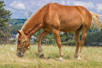 Brown horse grazing in a meadow at sunny day 2