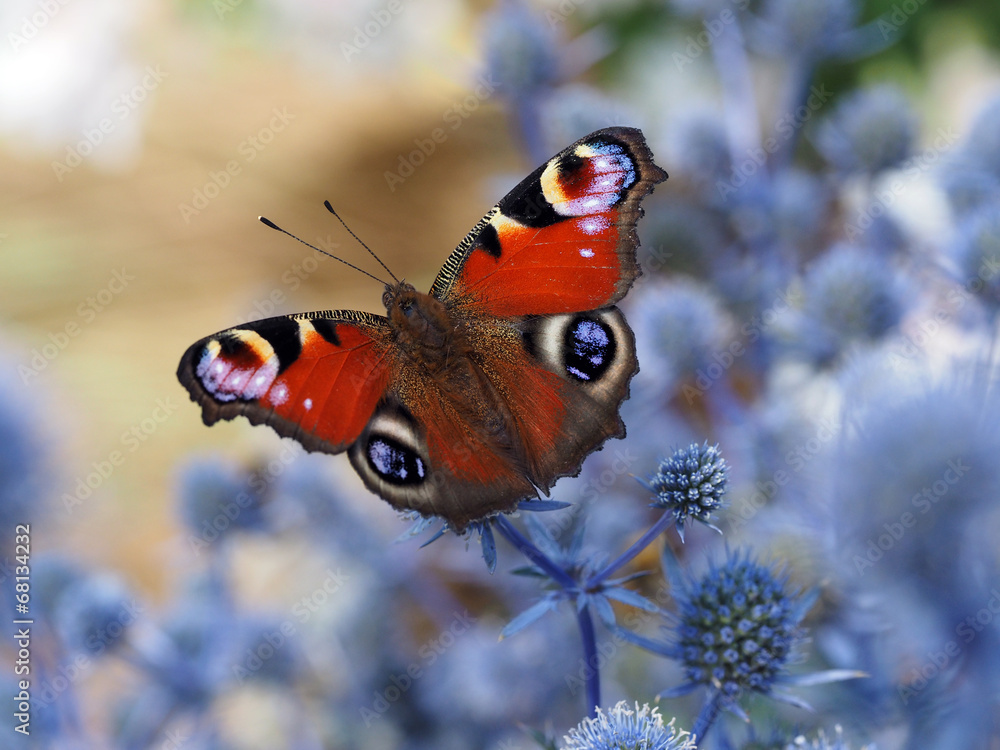 motyl-z-pawimi-oczkami-rusalka-pawik