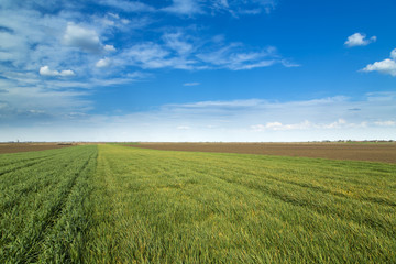 Wheat fields ripening over blue sky