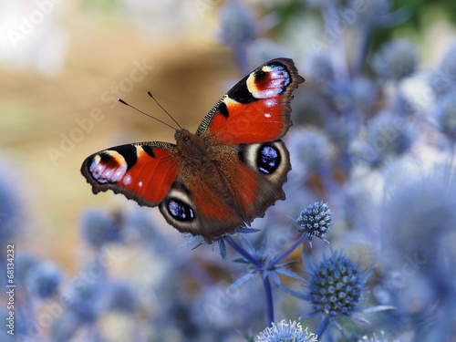 Naklejka nad blat kuchenny Peacock butterfly