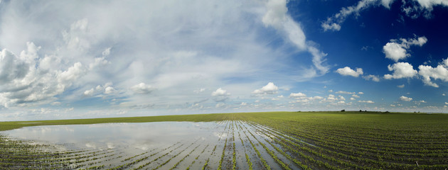 Agricultural disaster, panorama shot of flooded soybean crops.