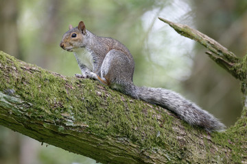 Canvas Print - Grey squirrel, Sciurus carolinensis