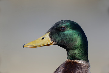Wall Mural - mallard, anas platyrhynchos