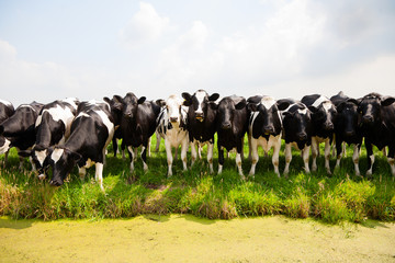 Wall Mural - Dutch cows