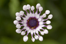 Close-up Of Purple Osteospermum Daisy