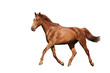 Chestnut brown horse running free on white background