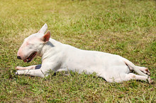 White Bull Terrier Resting On The Grass