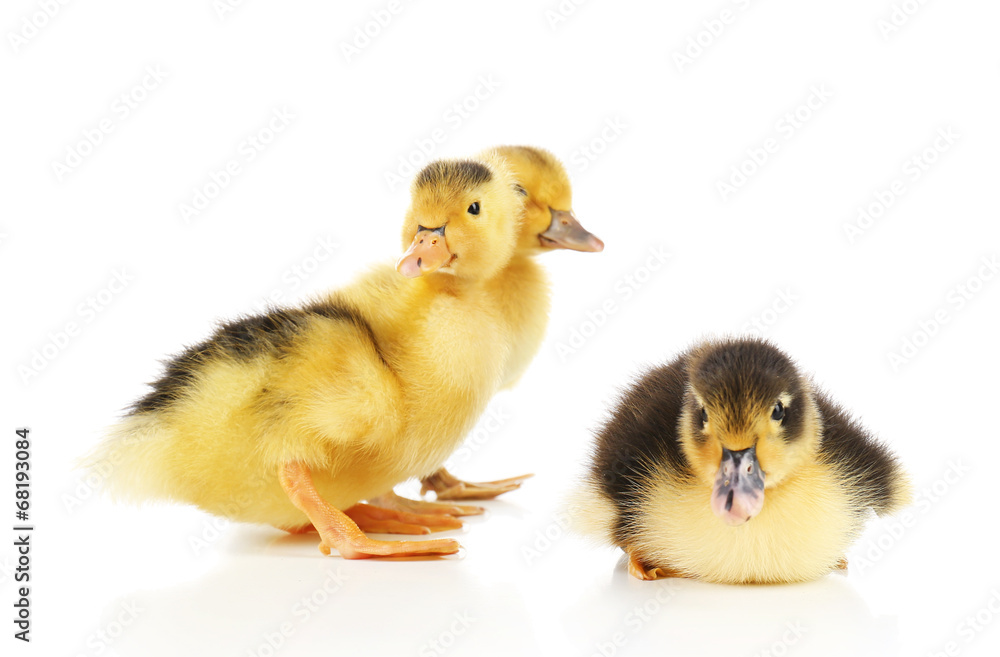 Little cute ducklings isolated on white