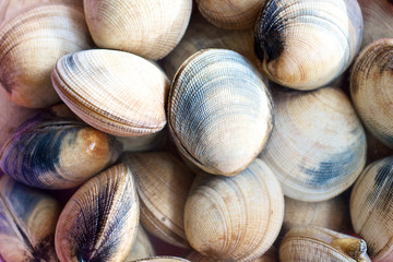 Raw Clams in the market