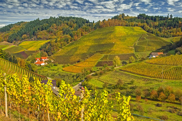 Wall Mural - Weinberge im Herbst, Schwarzwald, Deutschland