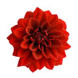 Red dahlia isolated on white background