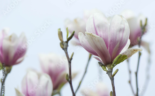 Board z aluminiowym obramowaniem Kwiaty magnolii