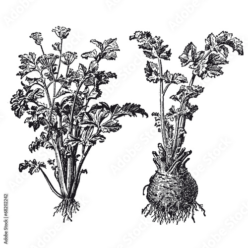 Celeri Et Celeri Rave Buy This Stock Vector And Explore Similar