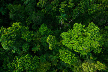 Plakat bezdroża natura tropikalny dziki