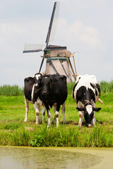 Wall Mural - Cows and windmill