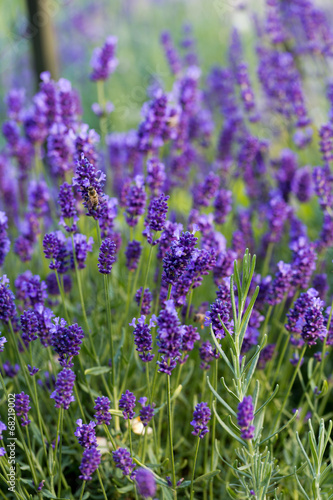 Fototapeta na wymiar Gardens with the flourishing lavender