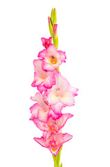 Canvas Print - pink gladiolus isolated