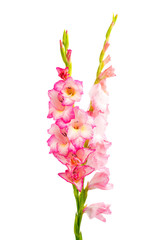 Canvas Print - pink gladiolus isolated