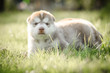© lalalululala - Cute puppy siberian husky  on grass