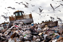 Landfill With Birds