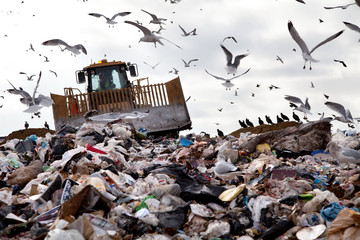 Landfill with birds