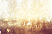 Blurred Abstract Photo Of Light Burst Among Trees And Glitter Bo