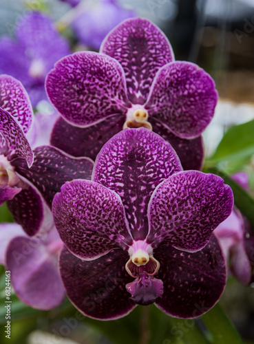 Obraz na płótnie canvas czteroczęściowy "tetraptyk" Vanda Orchidea.