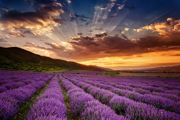 Wall Mural - stunning landscape with lavender field at sunrise