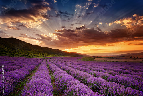 Fototapeta na wymiar Stunning landscape with lavender field at sunrise