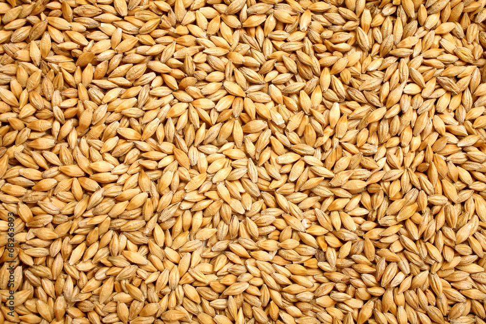 Wheat background view from the top close up - obrazy, fototapety, plakaty 