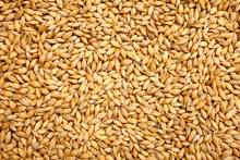 Wheat Background View From The Top Close Up