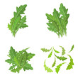 bunch fresh arugula herb isolated set