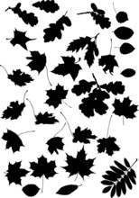 Large Set Black Leaves Silhouettes Isolated On White