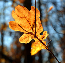 Poster - Oak leaf