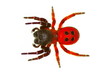 ladybird spider (eresus cinnaberinus)