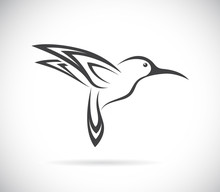 Vector Of Hummingbird Design. Bird. Animals. 