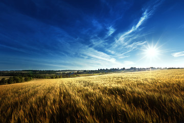 Wall Mural - wheat field in sunset time