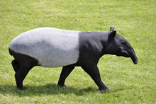 Malayan Tapir (Tapirus Indicus) Walking On Grass